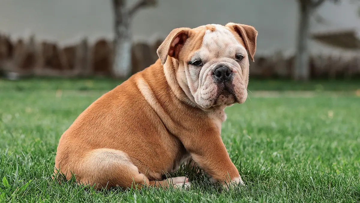 Buldog angielski – historia, charakter i pielęgnacja psa